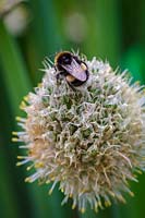 Allium fistulosum  ( Welsh onion, Japanese bunching onion, bunching onion ) with bumble bee