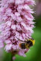 Persicaria bistorta 'Superba' with bumble bee