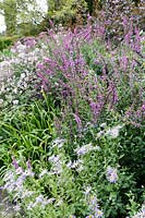 Bourton House Garden, Gloucestershire. Mid summer. Aster frikartii 'Monch' and Lythrum salicaria 'Fire Candle' in pink themed border