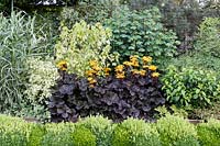 Bourton House Garden, Gloucestershire. Mid summer. Ligularia dentata 'Britt Marie Crawford' Golden Groundsel in deep summer border