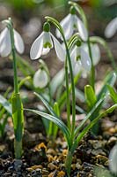 Snowdrop ( Galanthus ) in early spring
