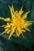 Narcissus 'Rip Van Winkle' ( Daffodil )