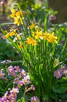 Higher Cherubeer Gardens, Devon, UK. Early spring woodland garden with Daffodils ( Narcissi ), and Primulas