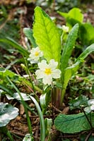 Primroses ( Primula vulgaris ) in shady woodland, spring