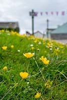 Buttercups in grass at edge of village green, East Prawle, Devon.