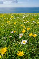 Buttercups and Daisies in long grass, meadow overlooking the sea