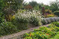 Special Plants ( Derry Watkin's garden ), Bath, UK. Late summer, gravel path between informal borders