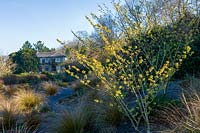 The Garden House, Devon, UK.Spring, The South African Meadow area with grasses ( Chionochloa rubra ) and Hamamelis
