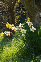 Daffodils in old Orchard at Elworthy Cottage, Somerset.