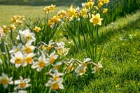 Daffodils in old Orchard at Elworthy Cottage, Somerset.