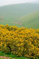 Ulex europaeus ( Gorse ) growing on hillside in South Devon