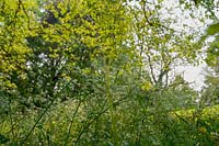Cow Parsley in spring
