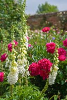 White Foxgloves and Pink Peonies in summer garden