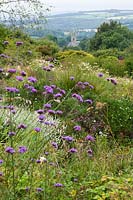 The Garden House, Devon, UK. 'The Quarry garden' with grasses and Verbena bonariense