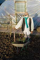 scarecrow on allotment, winter