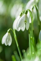 Drifts of Snowdrops in winter time