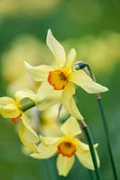 Cotehele Garden, Cornwall, ( N.T ).  Spring Daffodils in the orchard garden