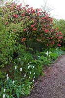 Cothay Manor Garden ( Somerset ) in spring ( Robb ) Old Chaenomeles bush,( PR available )