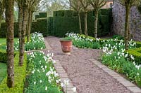Cothay Manor Garden ( Somerset ) in spring ( Robb ) Tulip 'White Triumphator' edging the Unicorn Walk,( PR available )
