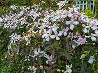 Clematis growing over fence