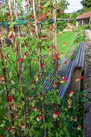 Derry Watkins Garden at Special Plants, Bath, UK. Ipomoea lobata and bench