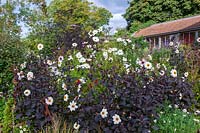 Derry Watkins Garden at Special Plants, Bath, UK, Cosmos 'Purity' and Dahlia 'Twynings After Eight' in black and white planting
