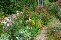Derry Watkins Garden at Special Plants, Bath, UK. Late summer planting of Anemones and Persicaria