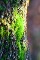Lichen growing on tree fern bark