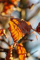 Beech leaf in winter