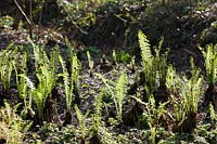 Emerging 'fiddleheads' of spring ferns in woodland