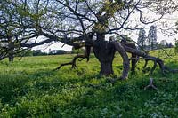 Oak ( Quercus robur ) in summery parkland