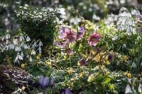 Spring bulb garden with Hellebores, Snowdrops and Winter Aconite