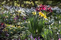 Spring bulb garden with Hellebores, Snowdrops and Daffodils
