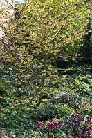 Dial Park, Worcestershire, spring bulb garden with Hamamelis mollis ( Witch Hazel )