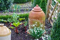 Dial Park, Worcestershire, spring bulb garden, rhubarb forcer in the vegetable garden