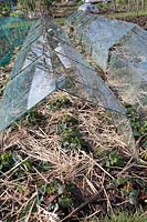 Glass cloches with straw for frost protection