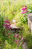 Stream flowing through naturalistic style planting with Primula pulverulenta. The Laurent-Perrier Chatsworth Garden. RHS Chelsea Flower Show 2015