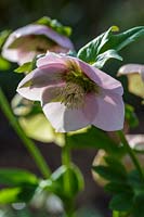 Helleborus x hybridus 'Harvington Pink Speckled'  ( Lenten Rose )
