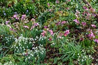 Early spring flowers in the ditch garden at East Lambrook Manor, Somerset