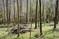 young woodland with managed timber felling