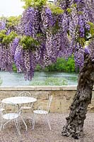 Wisteria tree in summer courtyard garden with table and chairs