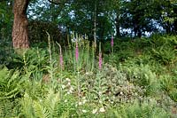 The Garden House, Devon, shady area with Foxgloves and ferns