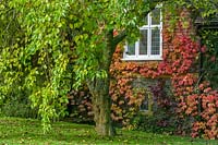 Mulberry Tree ( Morus nigra ) outside house covered with Virginia Creeper in autumn