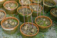 Heligan Garden, Cornwall, UK. Terracotta pots in potting area