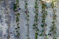 Heligan Garden, Cornwall, UK. old concrete wall with trained Ipomoea ( Morning Glory )