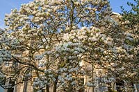 Magnolia shrub outside Victorian terrace of houses in Clifton, Bristol, UK