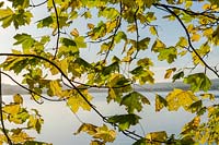 Norway Maple ( Acer platanoides ) foliage