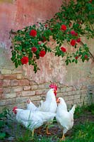 White chickens and red roses, farmyard, Italy