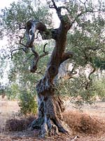 Ancient Olive tree in Puglia, Italy