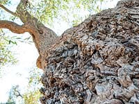 Ancient gnarled olive tree trunk